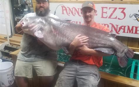 Two Catfish State Records Broken Clay County Progress Hayesville