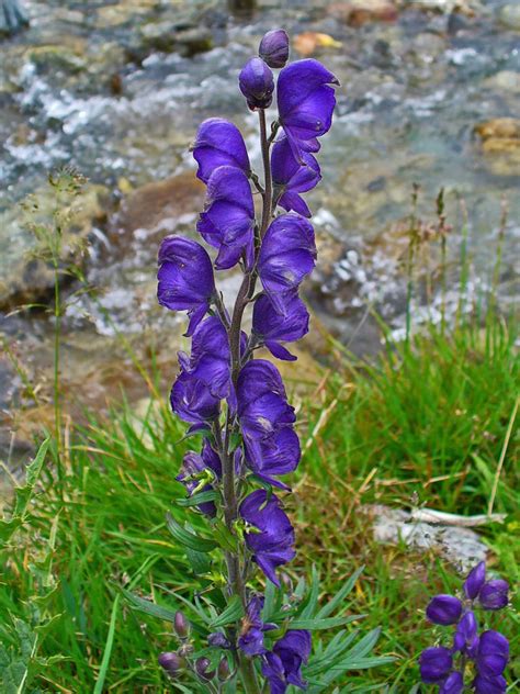 Wolfsbane Aconitum Flower Meaning Symbolism And Uses A To Z Flowers