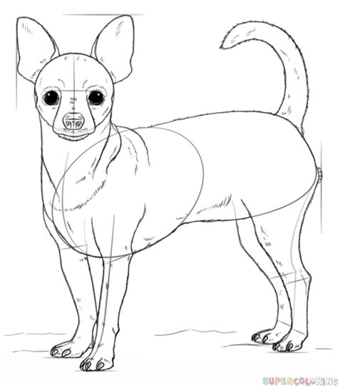 How To Draw A Chihuahua Step By Step Drawing Tutorials