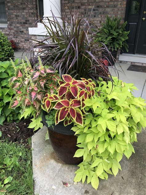 Coleus Sweet Potato Vine Wave Petunias Outdoor Plants Potato Vine