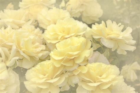 Yellow Chiffon Rose Garden Photograph By Jennie Marie Schell Fine Art