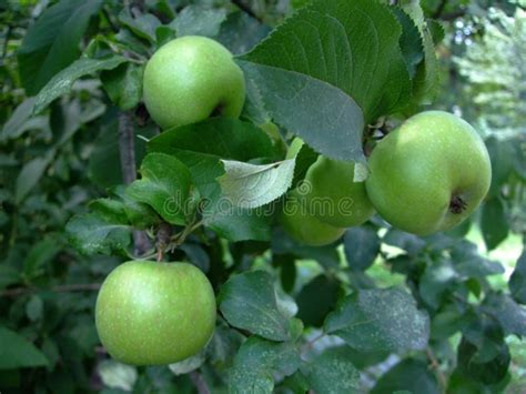 Green Apple Fruits Grow On Branch Among Leaves On Tree Stock Photo