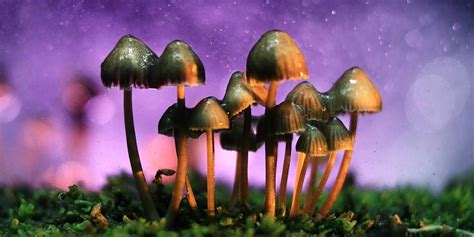 Legalise Magic Mushrooms Now Ecohustler