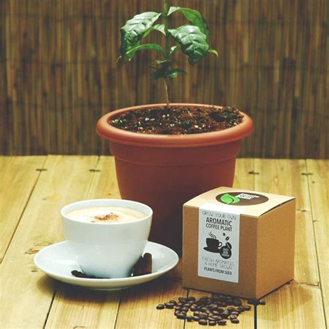 Best gifts for a plant lover. 10+ Of The Coolest Gift Ideas For Coffee Lovers | Bored Panda