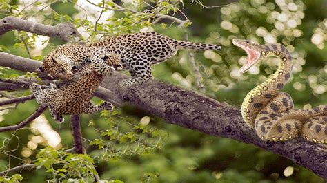 Unbelievable Python Attack Baby Leopard When Mother