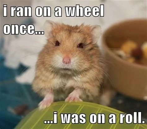 Dump A Day Attack Of The Funny Animals 42 Pics Funny Hamsters Funny Animals Cute Funny Animals