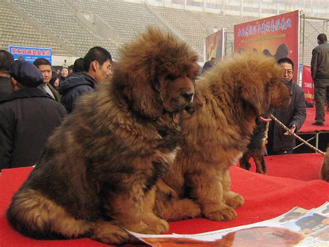 Tibetan Mastiff Big Splash Sells For 15 Million Worlds Most