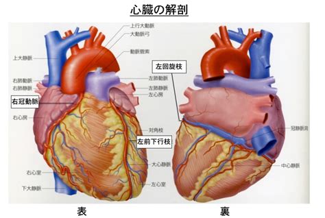 宅男腐女的爱好导航。 地址发布页： lanse.icu 最新地址： ldh. 茨城県立中央病院 ｜ 冬に多い心臓外科手術 −冠動脈バイパス ...