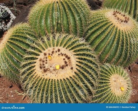 Tropical Cactus Garden Stock Photo Image Of Cacti Cactus 66644692