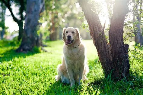 Are Golden Retrievers Good Guard Dogs Heres The Truth