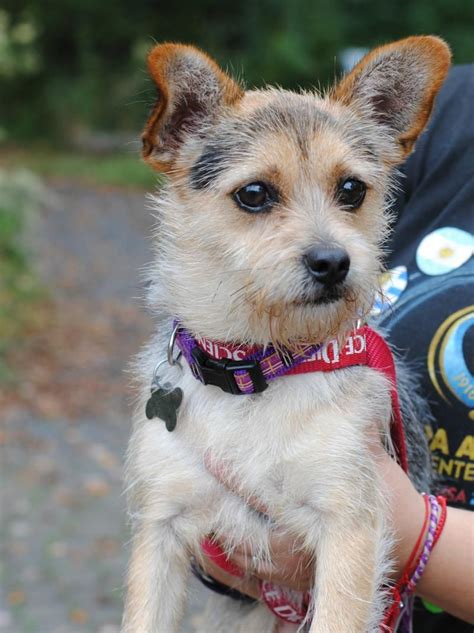 Adopt Martini On Petfinder Terrier Mix Dogs Terrier Yorkshire Terrier