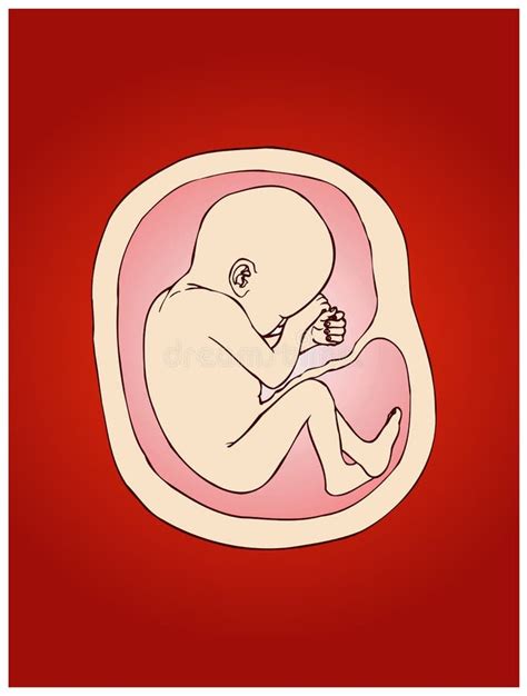 Unborn Baby Stock Illustration Illustration Of Hormone 13518504