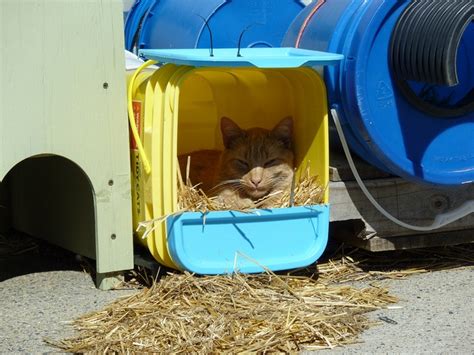 Feral Cat Shelter Feral Cat Shelter Cat Shelter Outdoor Cat Shelter