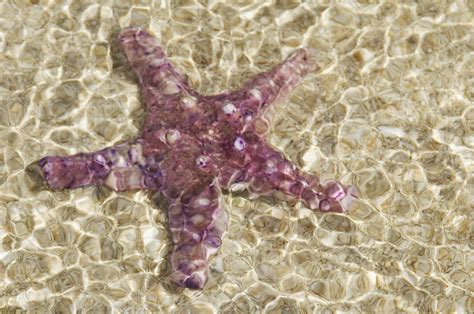 Close Up Of Purple Starfish Seen Through Crystal Clear Rippling Water