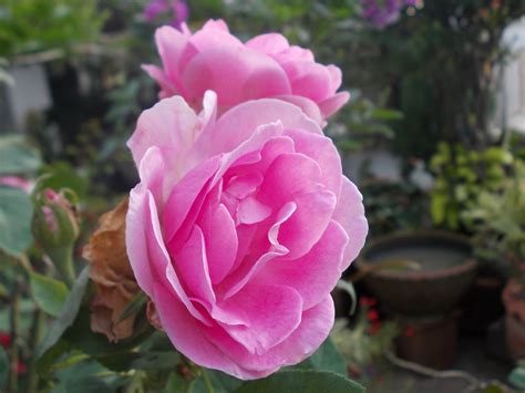 Free Images Flower Petal Rose Pink Floribunda Flowering Plant