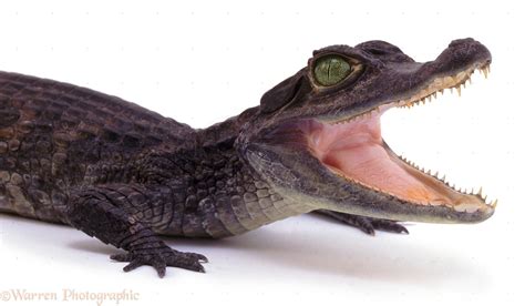 Crocodile Smile Photo Wp06693
