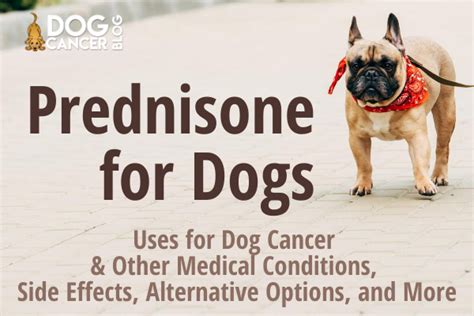 Can A Dog Be On Prednisone Long Term