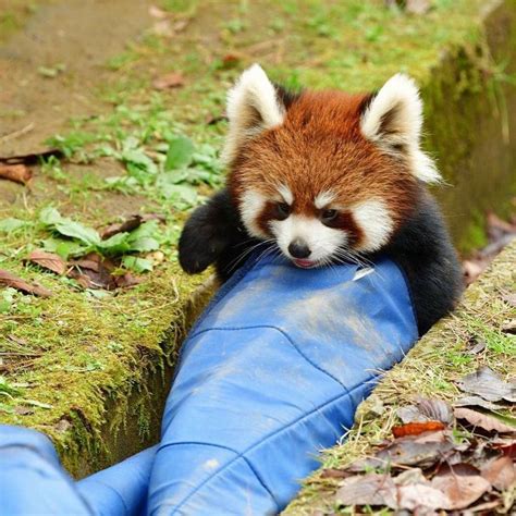 Pin By Xen On Animals Red Panda Baby Cute Animals Cute Funny Animals