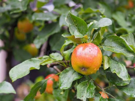 Fresh Apple Fruit On Tree Stock Photo Image Of Orchard 138906306