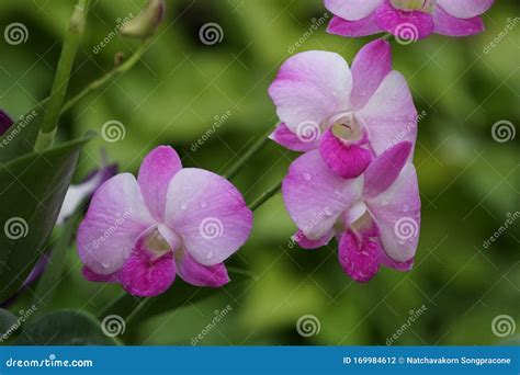 Violet Orchid Flowers Blooming In The Garden Stock Photo Image Of