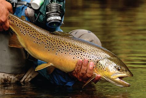 Facts About Trout Just Love Fishing