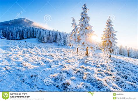 Sunny Winter Landscape Stock Photo Image Of Forest Scene