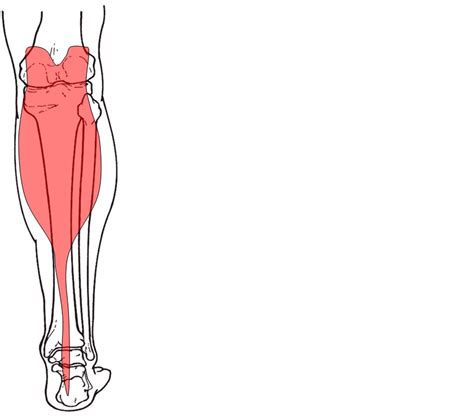 Muscle anatomy back leg muscles psoas muscle muscle pain muscle diagram muscular this guide to hip anatomy muscles will give you a simple framework for understanding your hip muscles. Anatomy Hip Joint Muscles - ProProfs Quiz