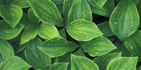 Things Your Plant Leaves Are Trying to Tell You - Plant Leaf Conditions