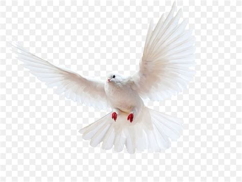 Columbidae Bird Homing Pigeon Doves As Symbols Release Dove Png