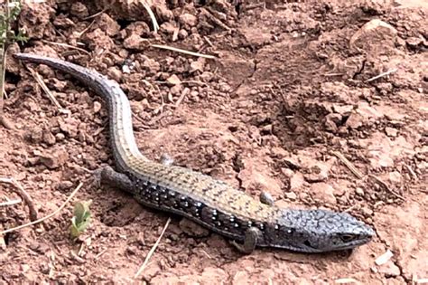 Alligator lizards in the air. Okanagan alligator lizards slither out for spring - Lake ...