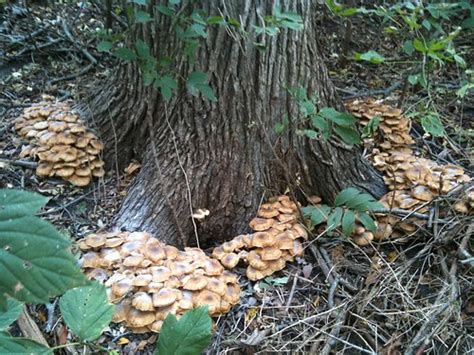 The Fungirl Foraging And Eating Wild Mushrooms In Northern Illinois