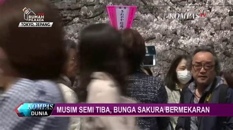 Berikut adalah informasi mengenai jadwal chidorigafuchi park sakura 2020. Musim Semi Tiba, Bunga Sakura Bermekaran di Tokyo - YouTube