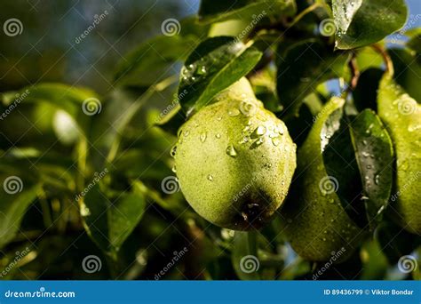 Pears On A Branchunripe Green Pearpear Treetasty Young Pear H Stock