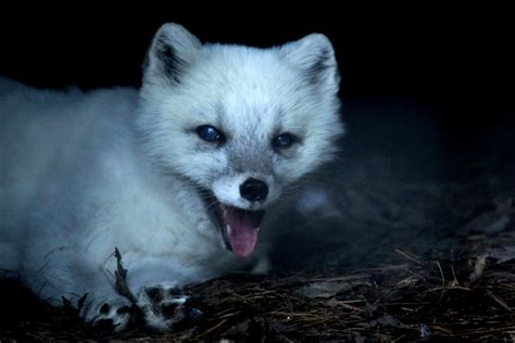 Arctic Fox Vulpes Lagopus Zoochat