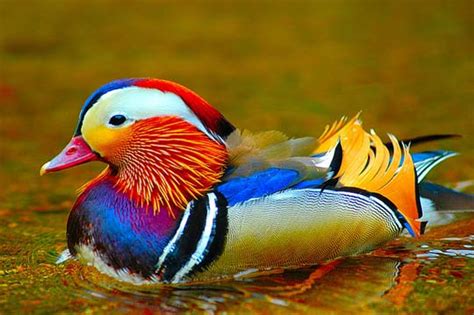 The Power Of Color40 Superbly Colorful Bird Photos Designbeep