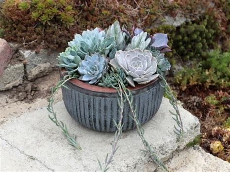 Add Water Wise Pizzazz To Your Porch Patio Or Garden With These Container Designs For