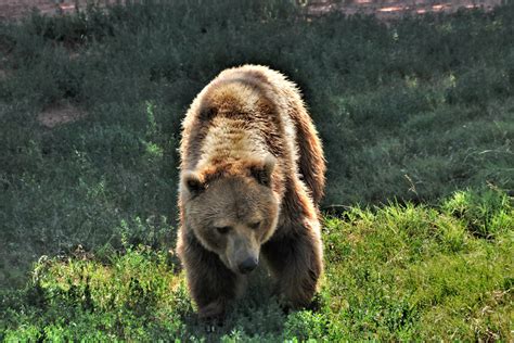 Grizzly Bear Walking On Grassy Hill Free Stock Photo - Public Domain