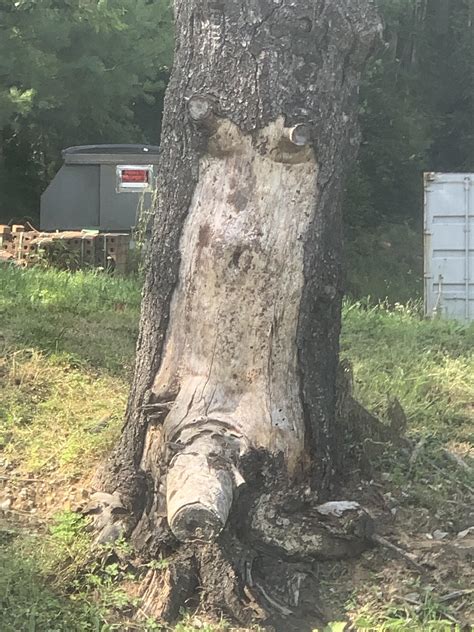 This Tree With Boobs And A Pecker R Nevertellmetheodds