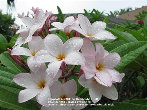 #plumeria care and propagation tips are included in the pictures. Plumerias: Plant Care and Collection of Varieties - Garden.org