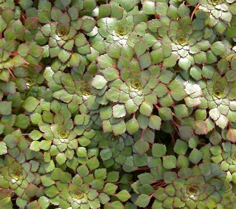 Ludwigia Sedioides Mosaic Plant Pond Plants Of America