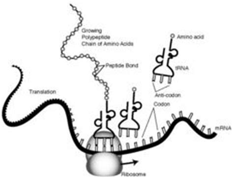 And trna as the translator to produce a protein. Protein synthesis - CreationWiki, the encyclopedia of ...