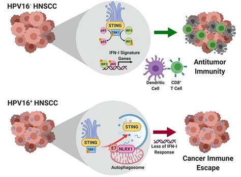 Jci Hpv16 Drives Cancer Immune Escape Via Nlrx1 Mediated Degradation