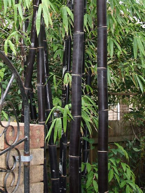 Xl Tropical Black Bamboo Bambusa Lako Timor Landscape Size 8″ Pot