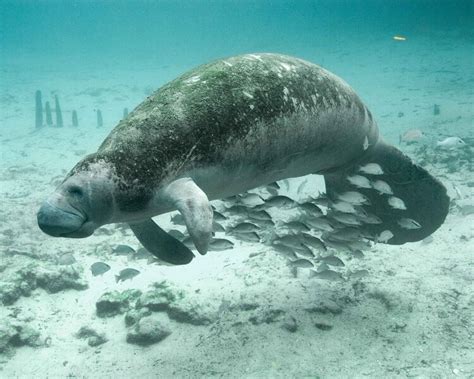 West Indian Manatee Facts Diet Habitat And Pictures On Animaliabio