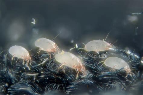 Study Uncovers Molecular Origins Of House Dust Mite Allergy