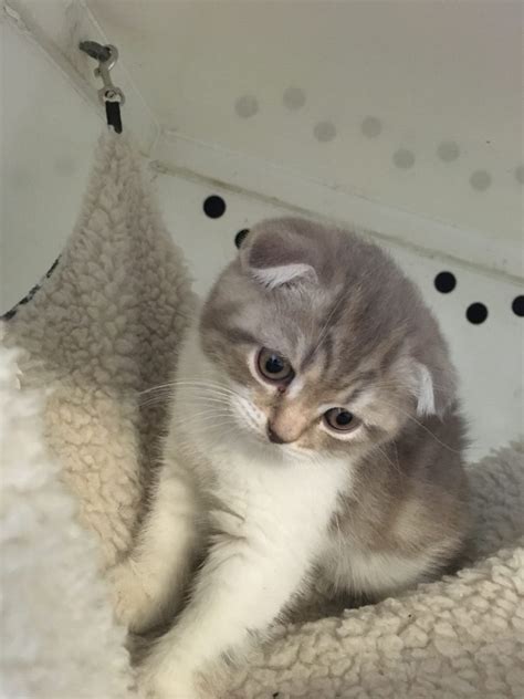 Scottish Fold Kittens For Sale Manhattan Ny