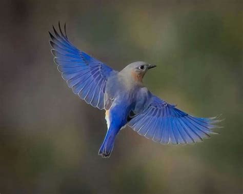 Eastern Bluebird Sialia Sialis In Flight In New Hampshire Usa By