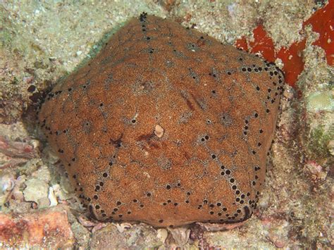 Spiny Cushion Star Culcita Schmideliana For More Marine Flickr