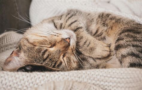 Cat Sleeping On Blanket On Sofa · Free Stock Photo