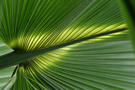 44 Tropical Foliage Wallpapers Wallpapersafari